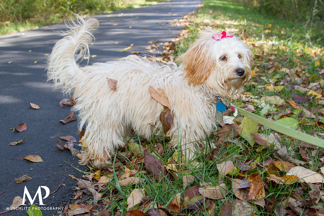 pet-outdoor-fall-family-portraits-london-ohio-by-muschlitz-photography