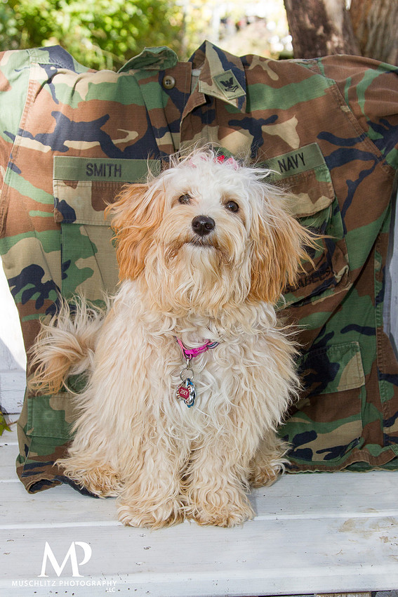 military-dog-pet-family-portraits-london-ohio-by-muschlitz-photography