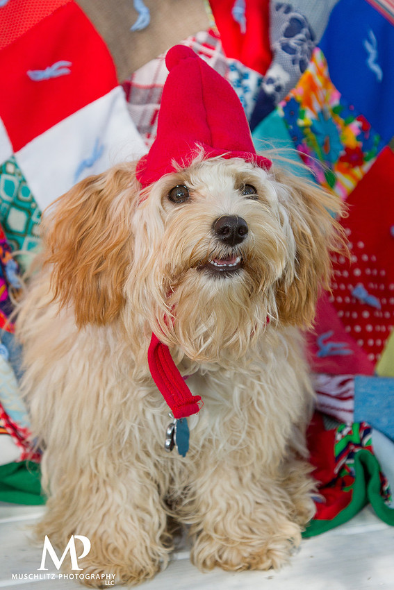 outdoor-dog-pet-holiday-portraits-london-ohio-by-muschlitz-photography-03